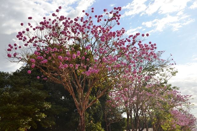 Handroanthus (alternate view 7)