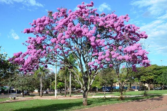 Handroanthus (alternate view 8)