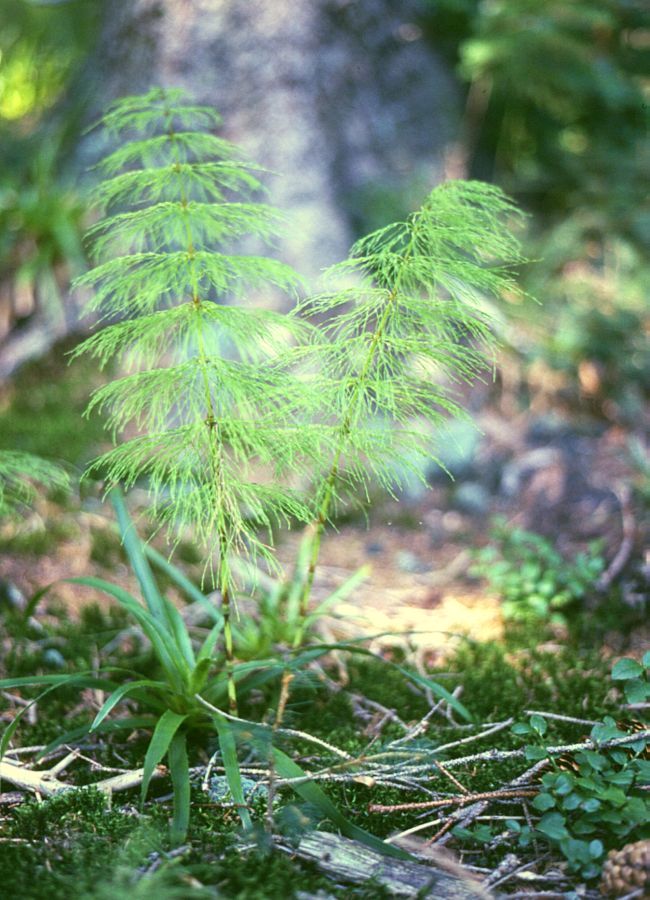 Equisetum sylvaticum (wood horsetail)