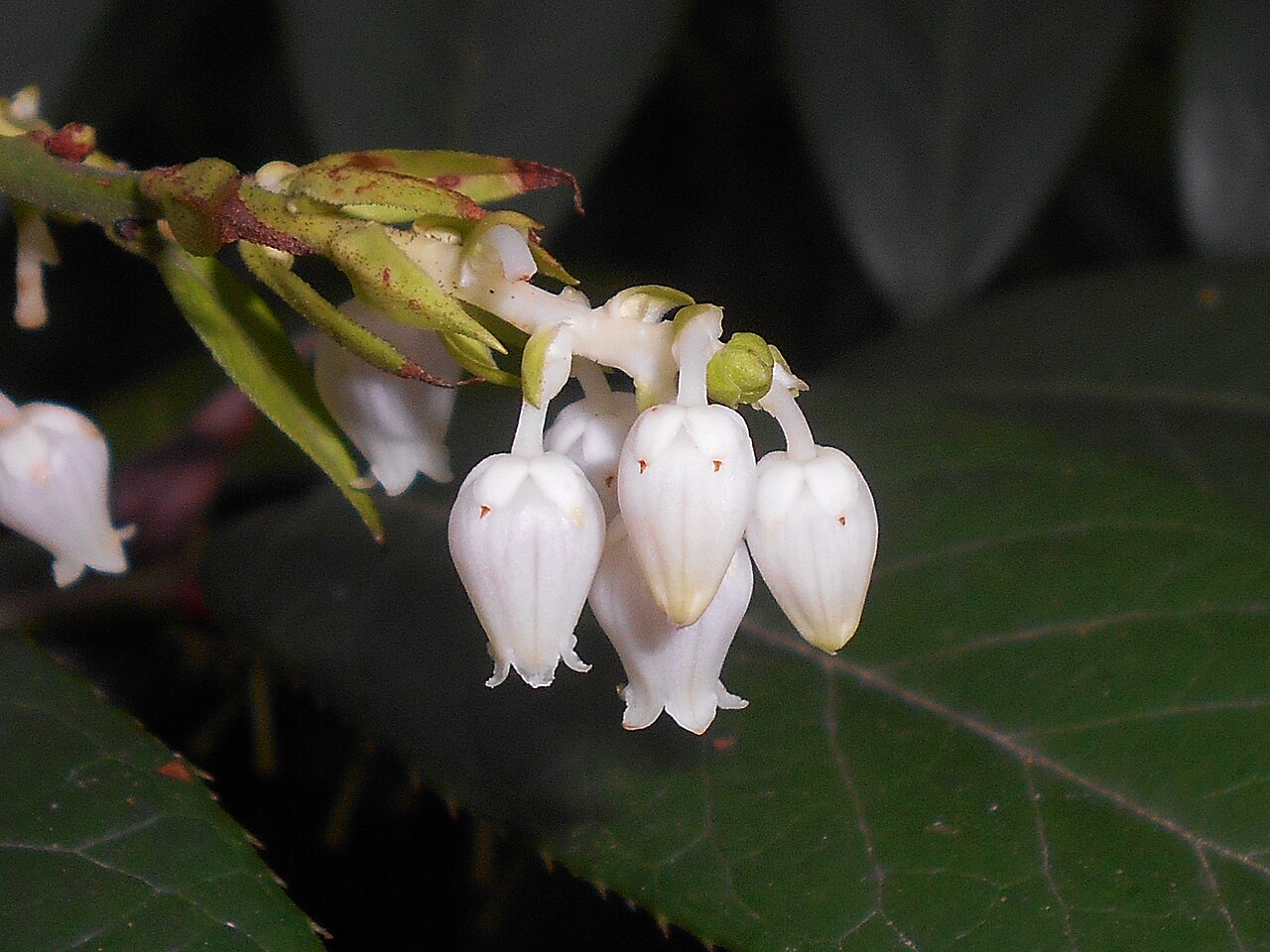 Leucothoe fontanesiana, Drooping leucothoe — spreading evergreen (Ericaceae) (image 6 of 10)