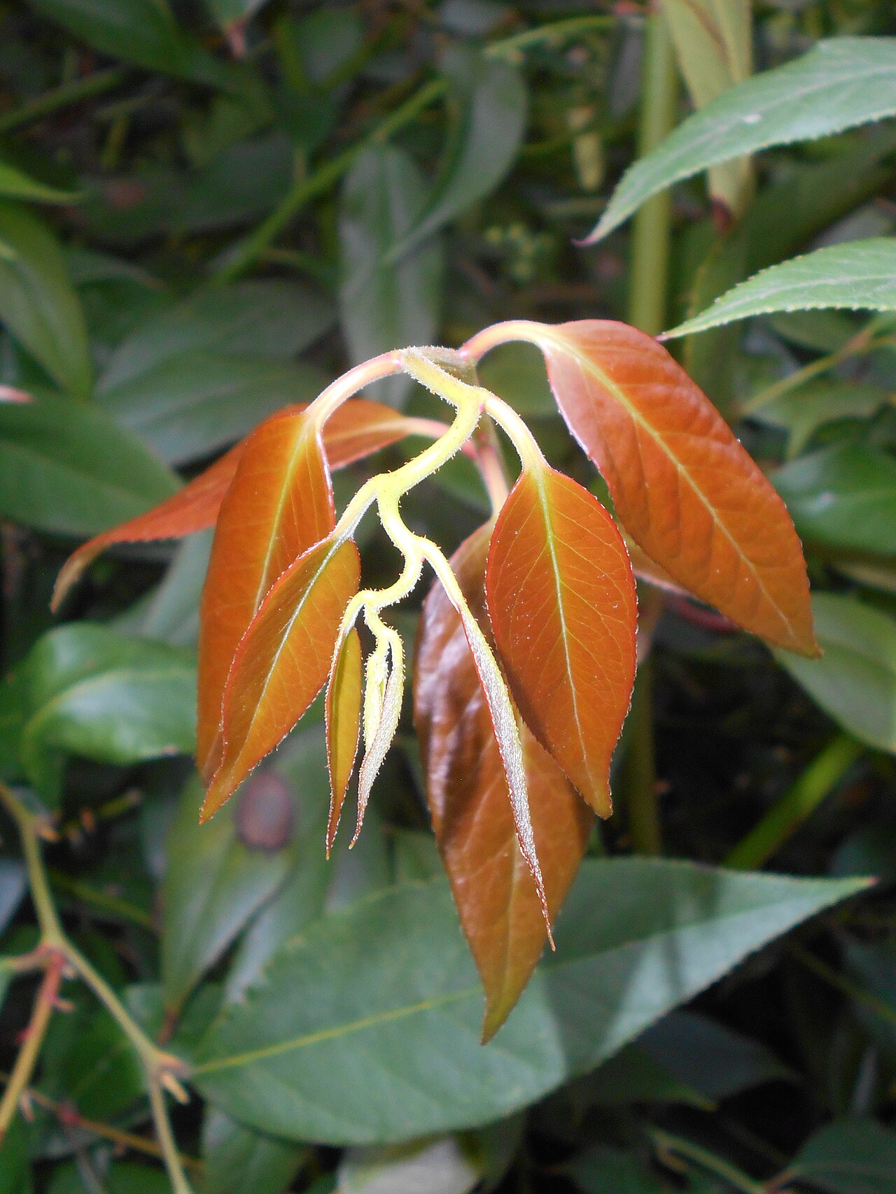 Leucothoe fontanesiana, Drooping leucothoe — spreading evergreen (Ericaceae) (image 7 of 10)