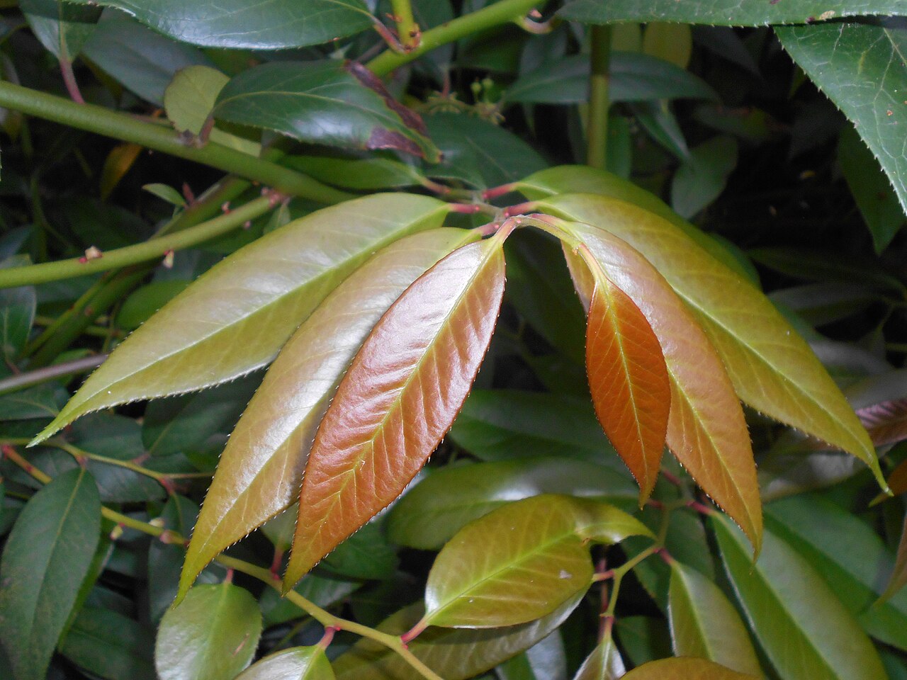 Leucothoe fontanesiana, Drooping leucothoe — spreading evergreen (Ericaceae) (image 8 of 10)