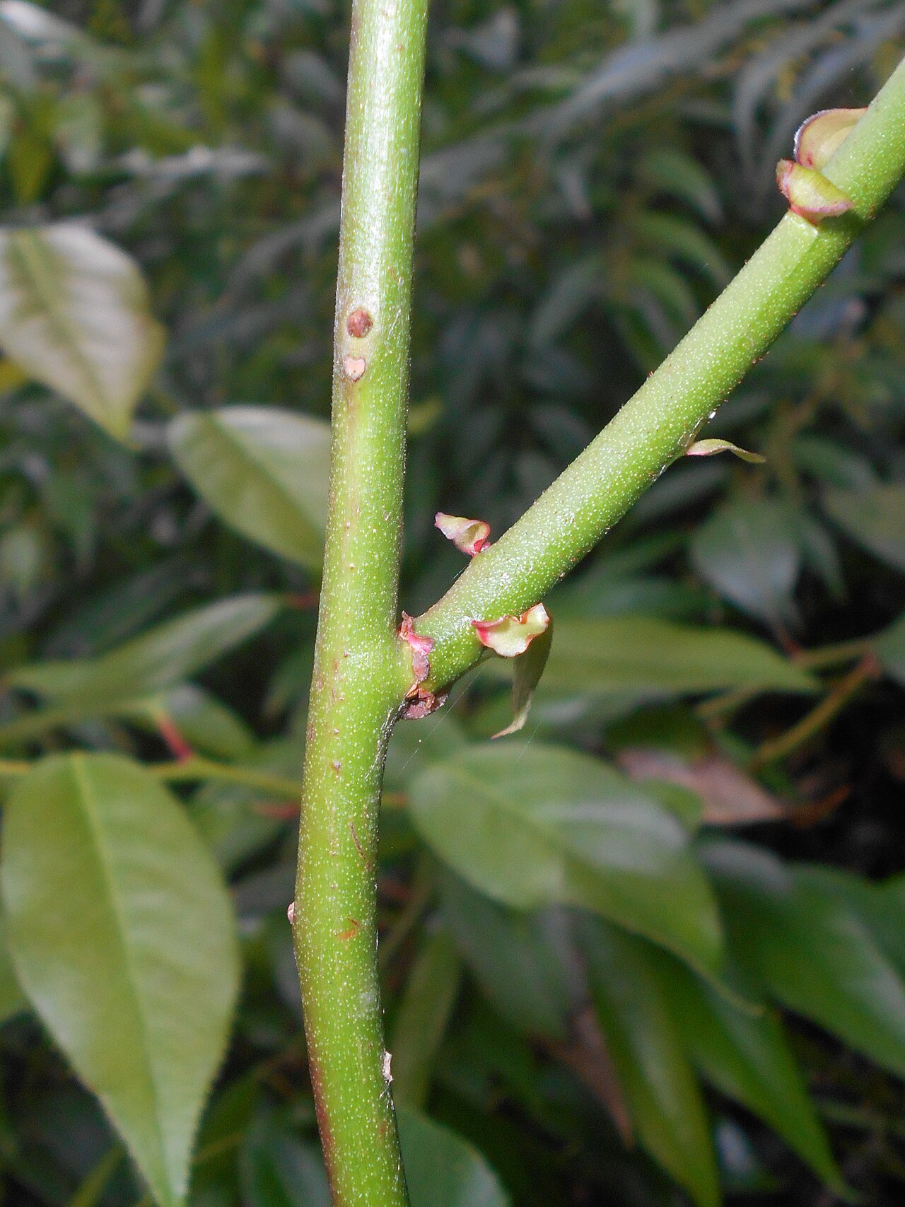 Leucothoe fontanesiana, Drooping leucothoe — spreading evergreen (Ericaceae) (image 9 of 10)