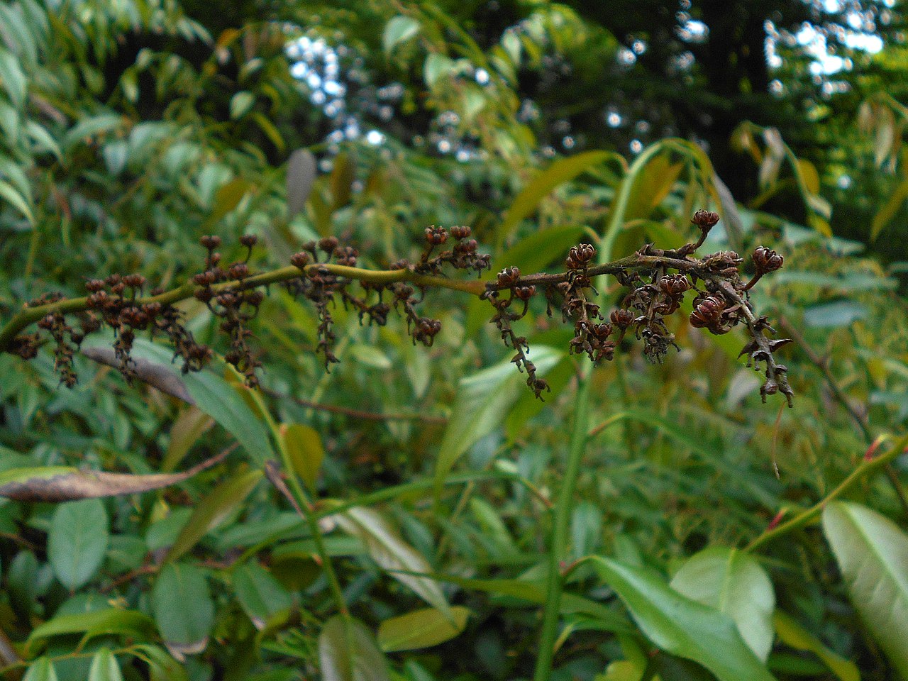 Leucothoe fontanesiana, Drooping leucothoe — spreading evergreen (Ericaceae) (image 10 of 10)