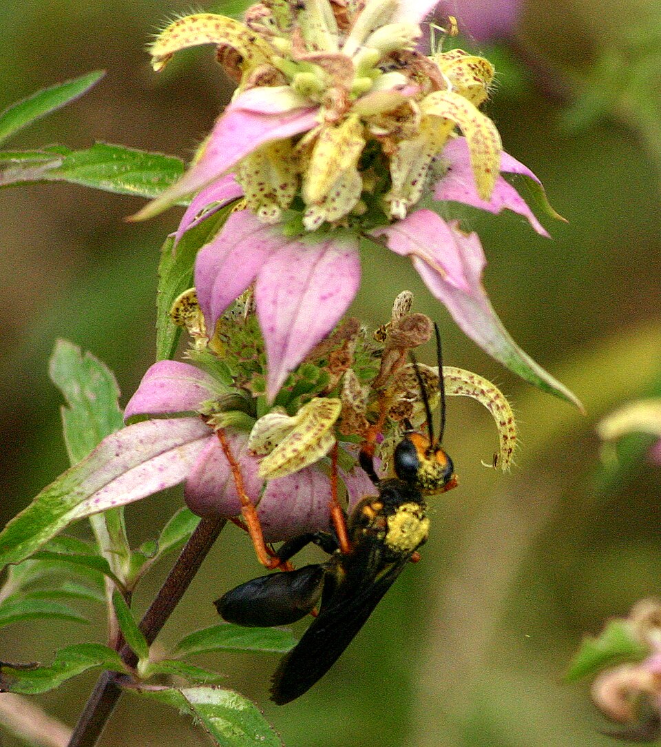 Monarda punctata (spotted horsemint)