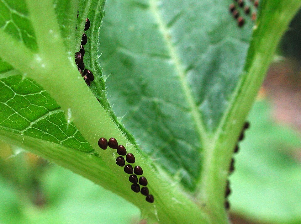 Anasa tristis (Squash Bug) (alternate view 4)