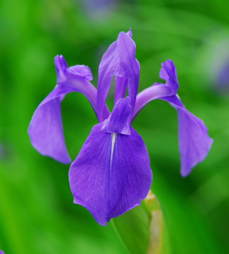 Iris laevigata (alternate view 3)