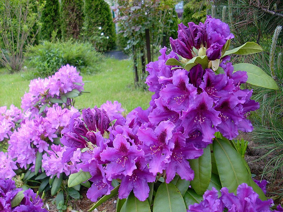 Rhododendron 'Azurro' (Azurro Rhododendron)