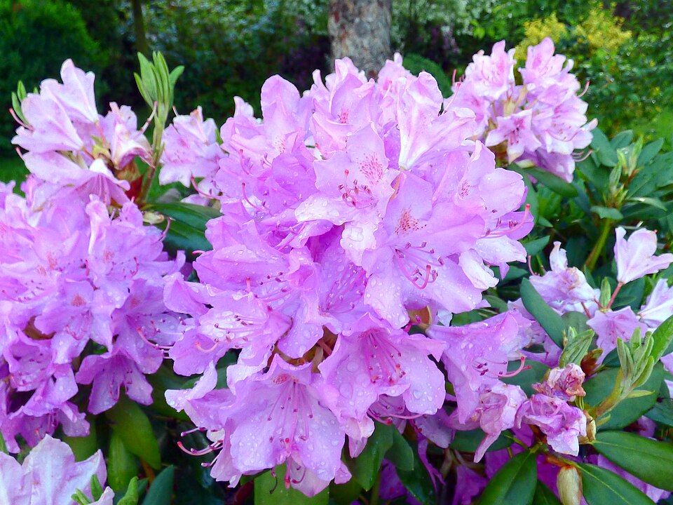 Rhododendron 'Azurro' (Azurro Rhododendron) (alternate view 2)