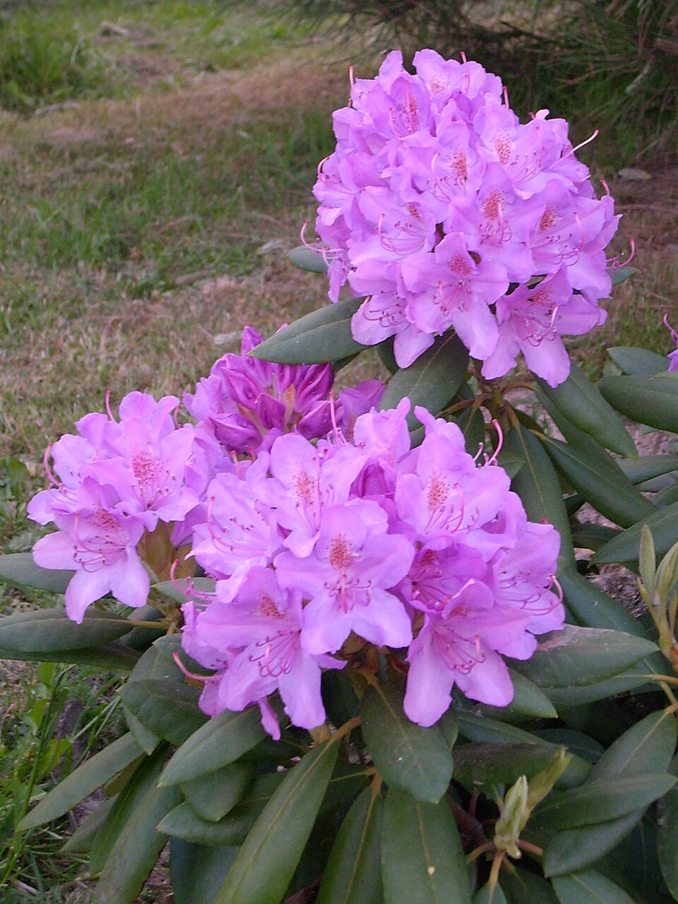 Rhododendron 'Azurro' (Azurro Rhododendron) (alternate view 3)