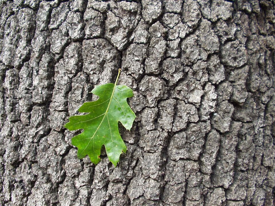 Quercus kelloggii (Black Oak) (alternate view 7)