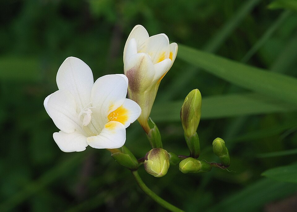 Freesia leichtlinii (Dune Kammetjie) (alternate view 6)