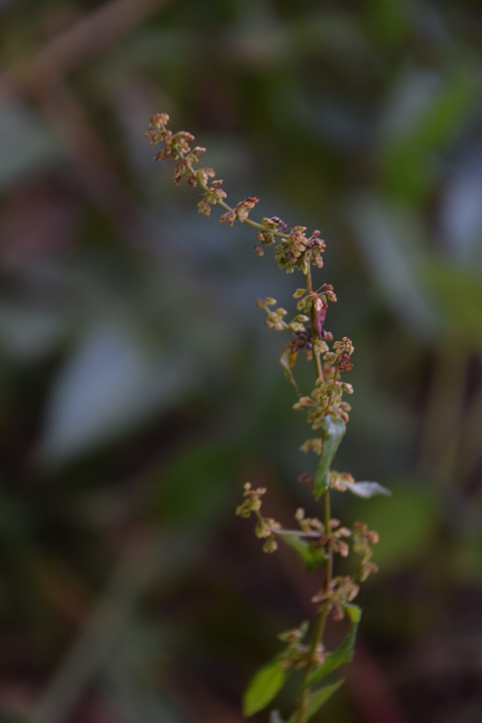 Rumex sanguineus (Wood Dock)