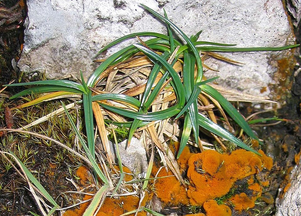 Carex firma (firm sedge) (alternate view 6)