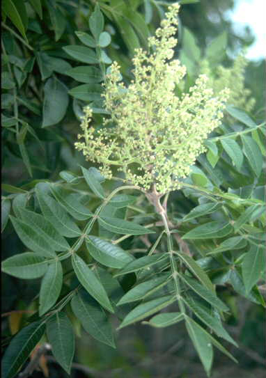 Rhus copallinum (shining sumac)