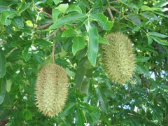 Flindersia australis (Crows Ash)