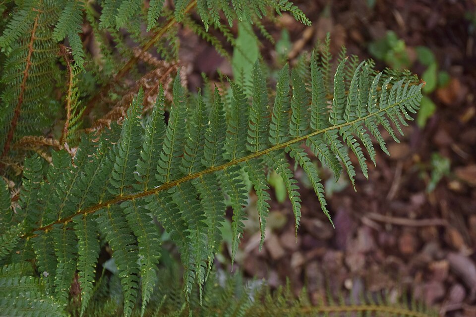 Polystichum setiferum 'Herrenhausen' (alternate view 3)