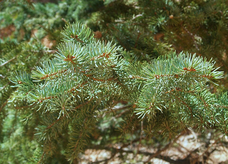 Picea pungens (Colorado Spruce) (alternate view 7)
