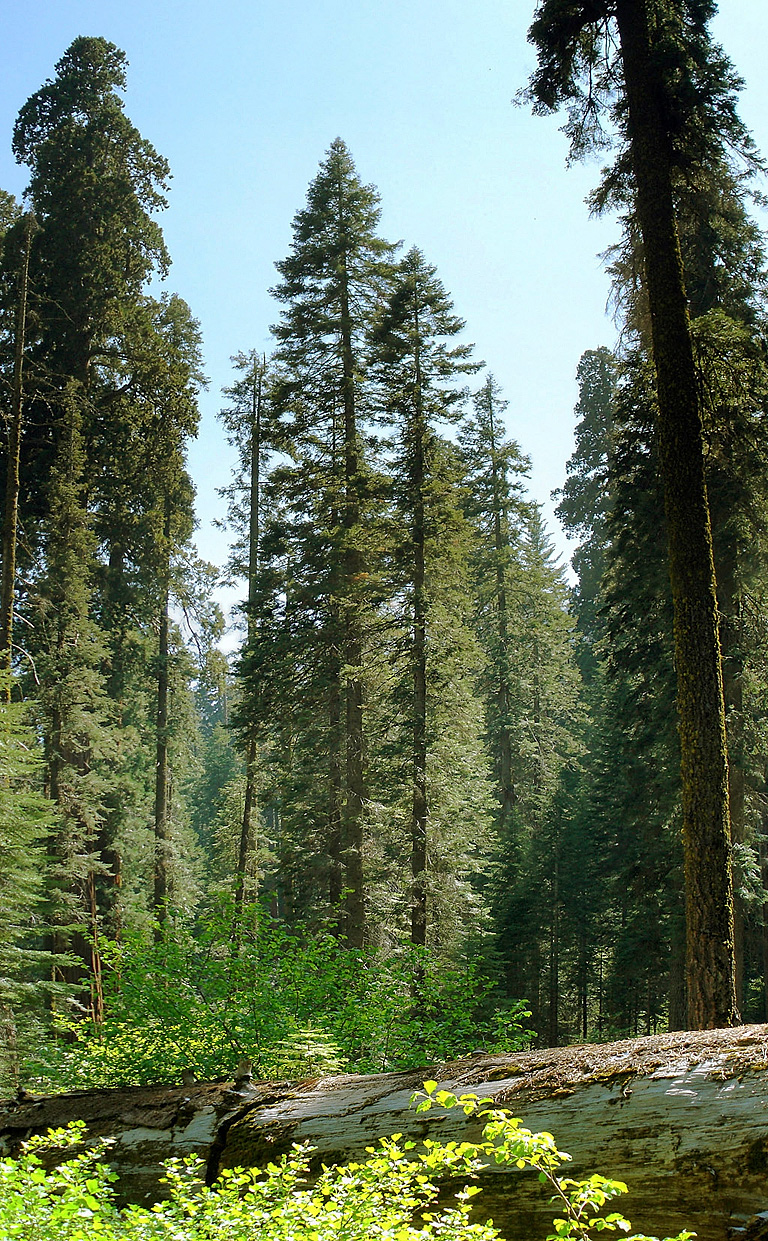 Sequoiadendron giganteum (giant sequoia) (alternate view 12)
