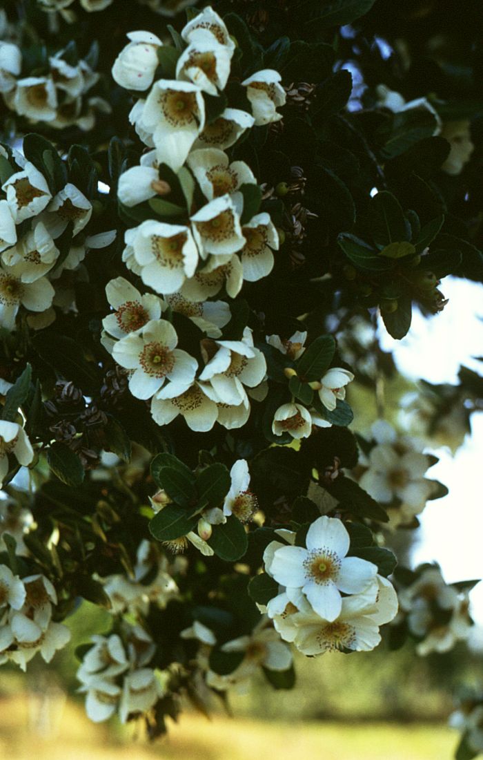 Eucryphia cordifolia (eucryphia)