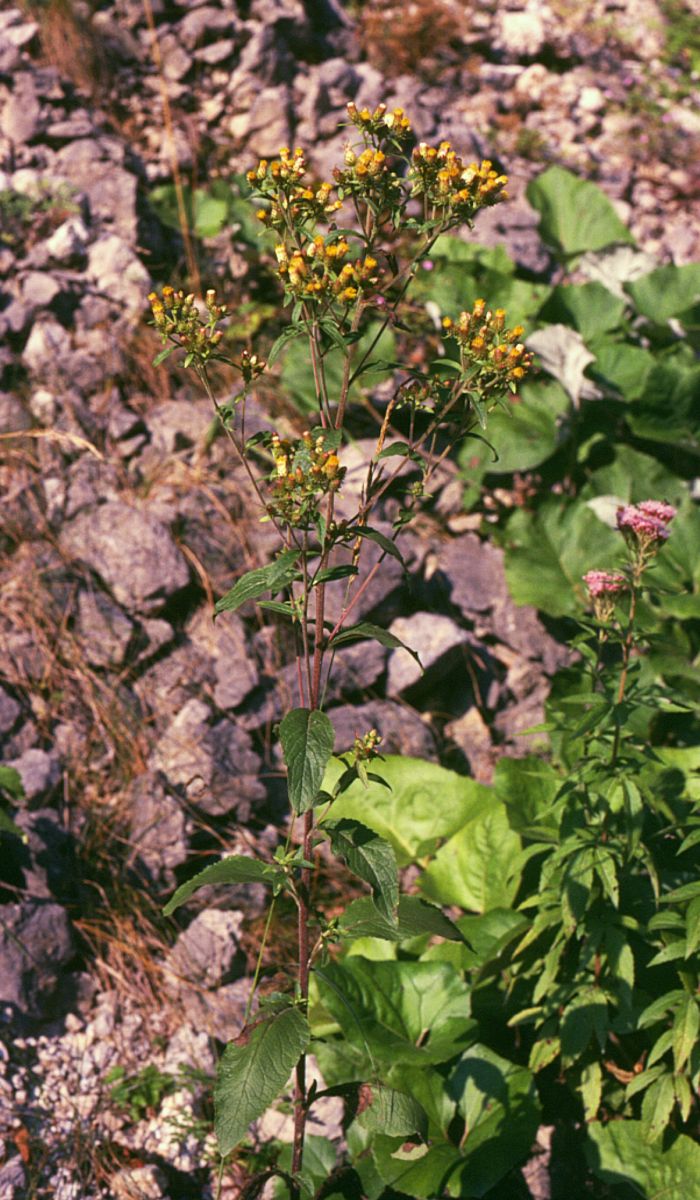 Pentanema squarrosum (Ploughman's-spikenard)