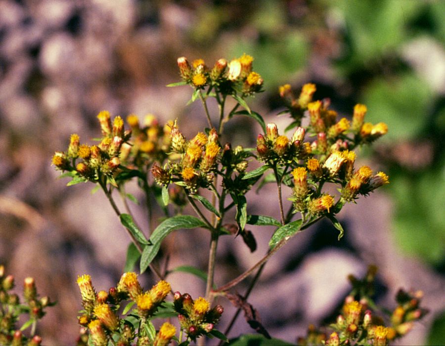 Pentanema squarrosum (Ploughman's-spikenard)