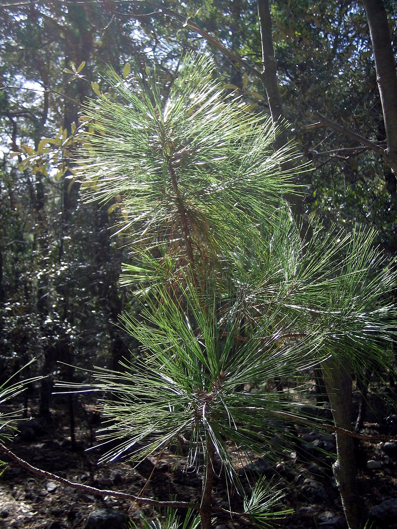 Pinus arizonica (Arizona Pine)