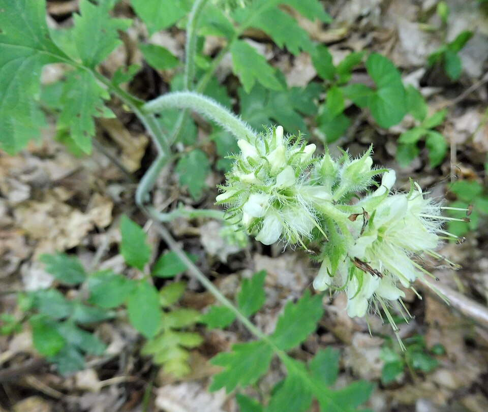 Hydrophyllum macrophyllum (Large-leaf water leaf)