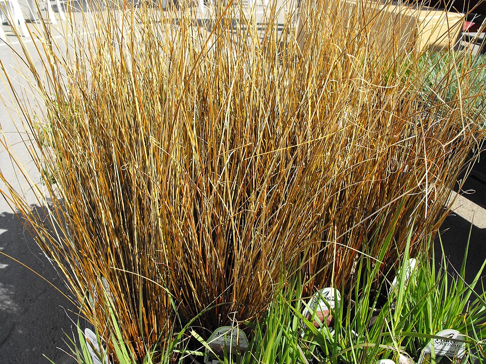 Carex buchananii (Leatherleaf Sedge) (alternate view 5)