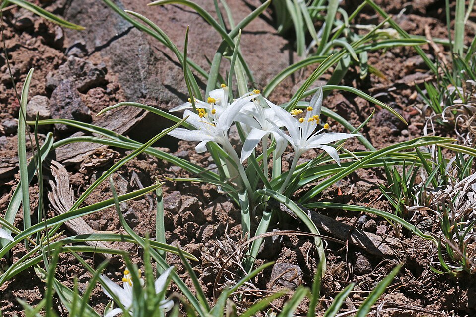 Leucocrinum montanum (common starlily) (alternate view 6)