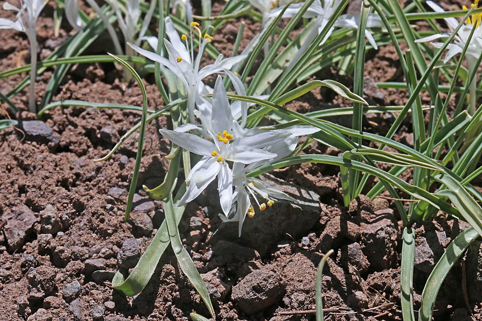 Leucocrinum montanum (common starlily) (alternate view 7)
