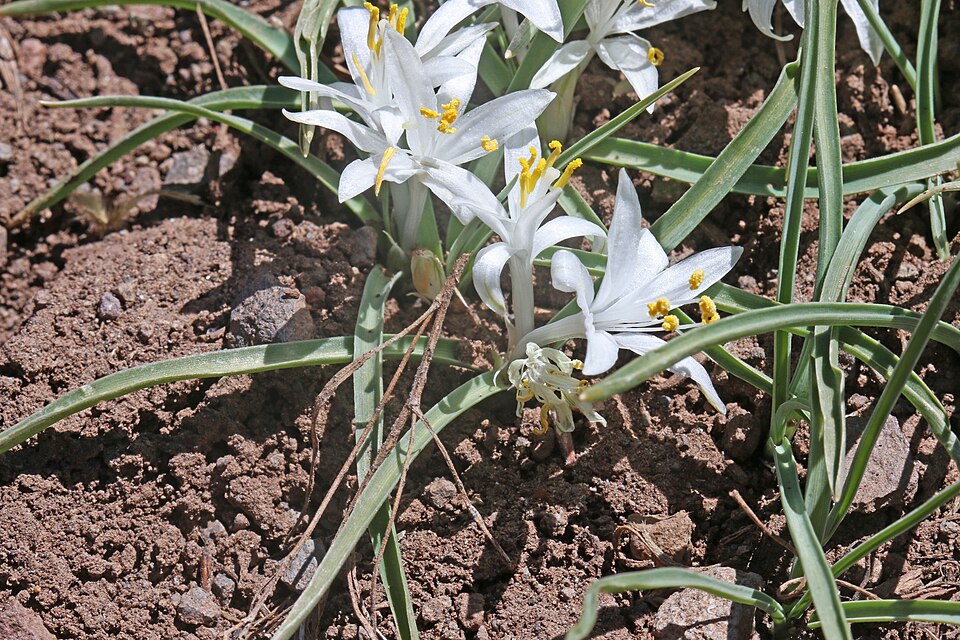 Leucocrinum montanum (common starlily) (alternate view 8)