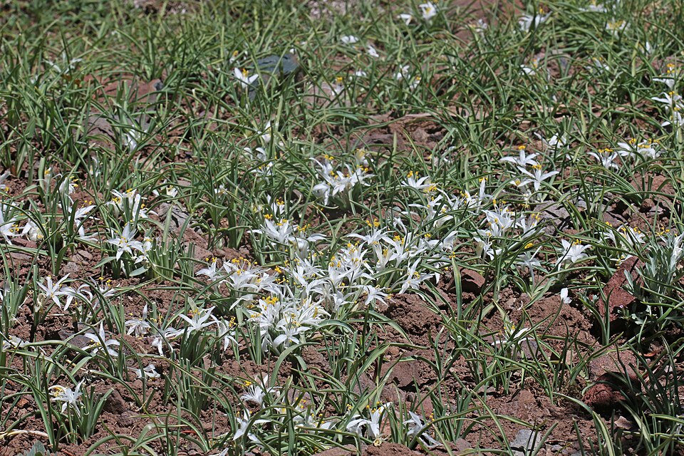 Leucocrinum montanum (common starlily) (alternate view 9)