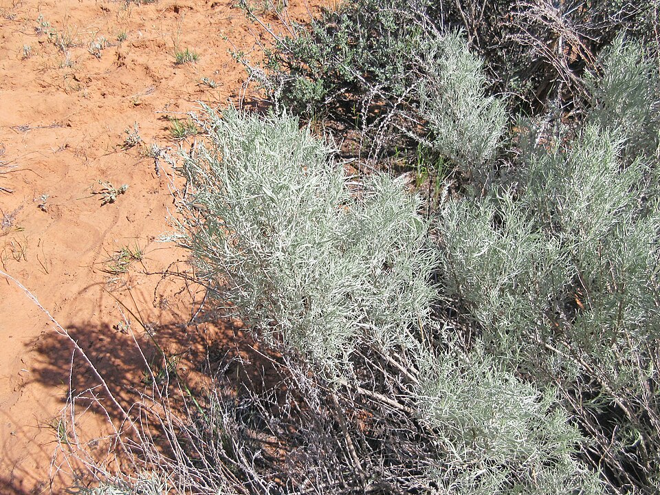 Artemisia filifolia (sand sagebrush)