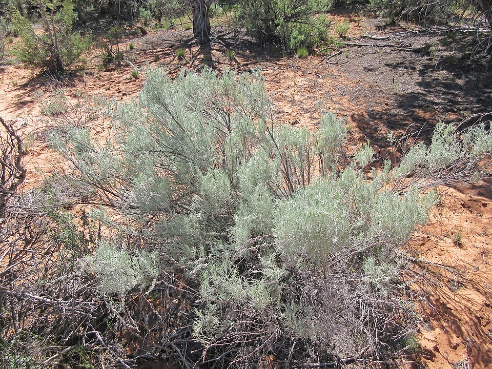 Artemisia filifolia (sand sagebrush) (alternate view 2)