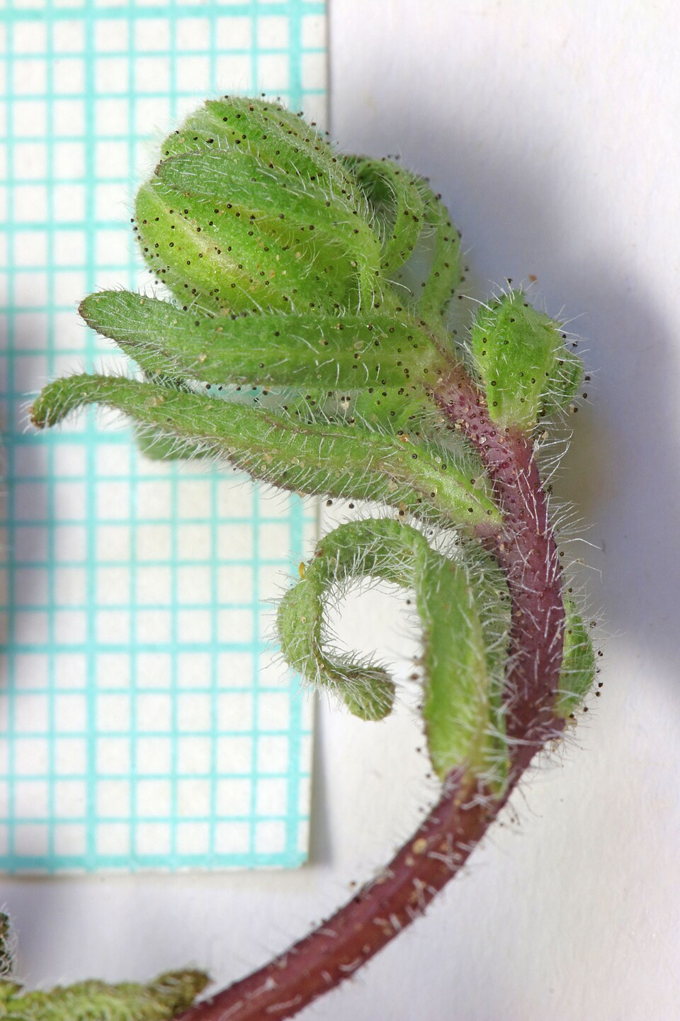 Layia glandulosa (whitedaisy tidytips) (alternate view 10)