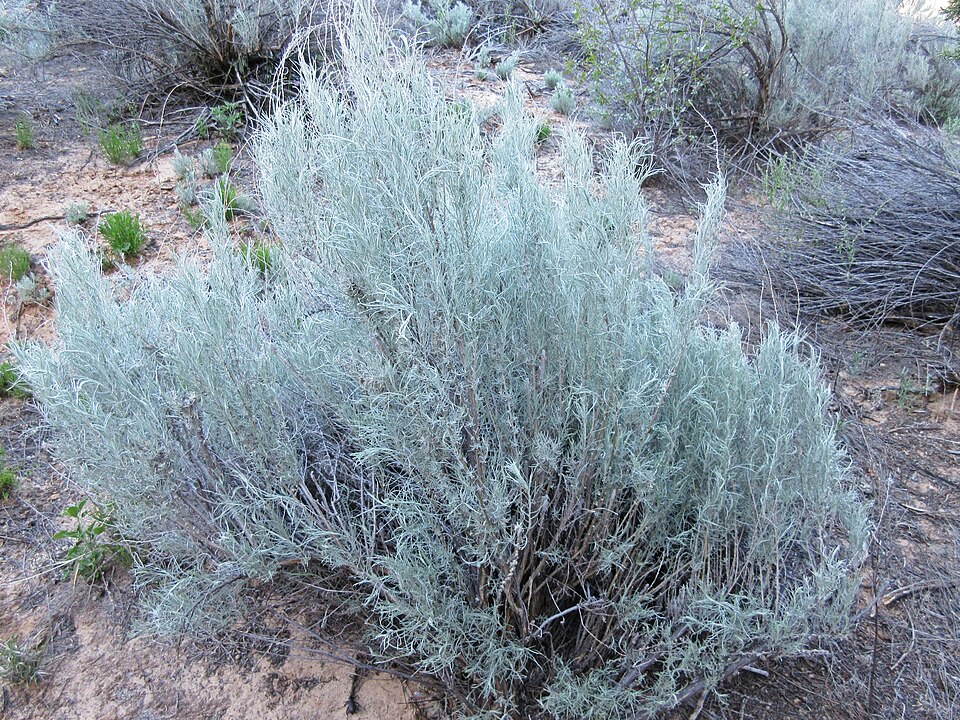 Artemisia filifolia (sand sagebrush) (alternate view 3)