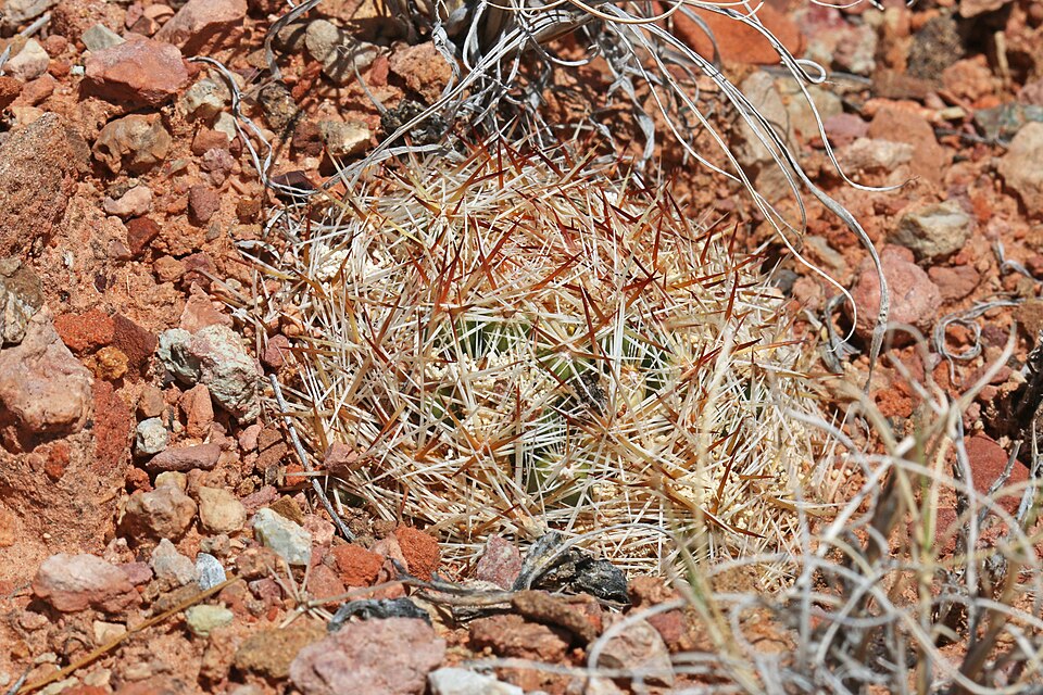 Escobaria vivipara (Spinystar) (alternate view 9)