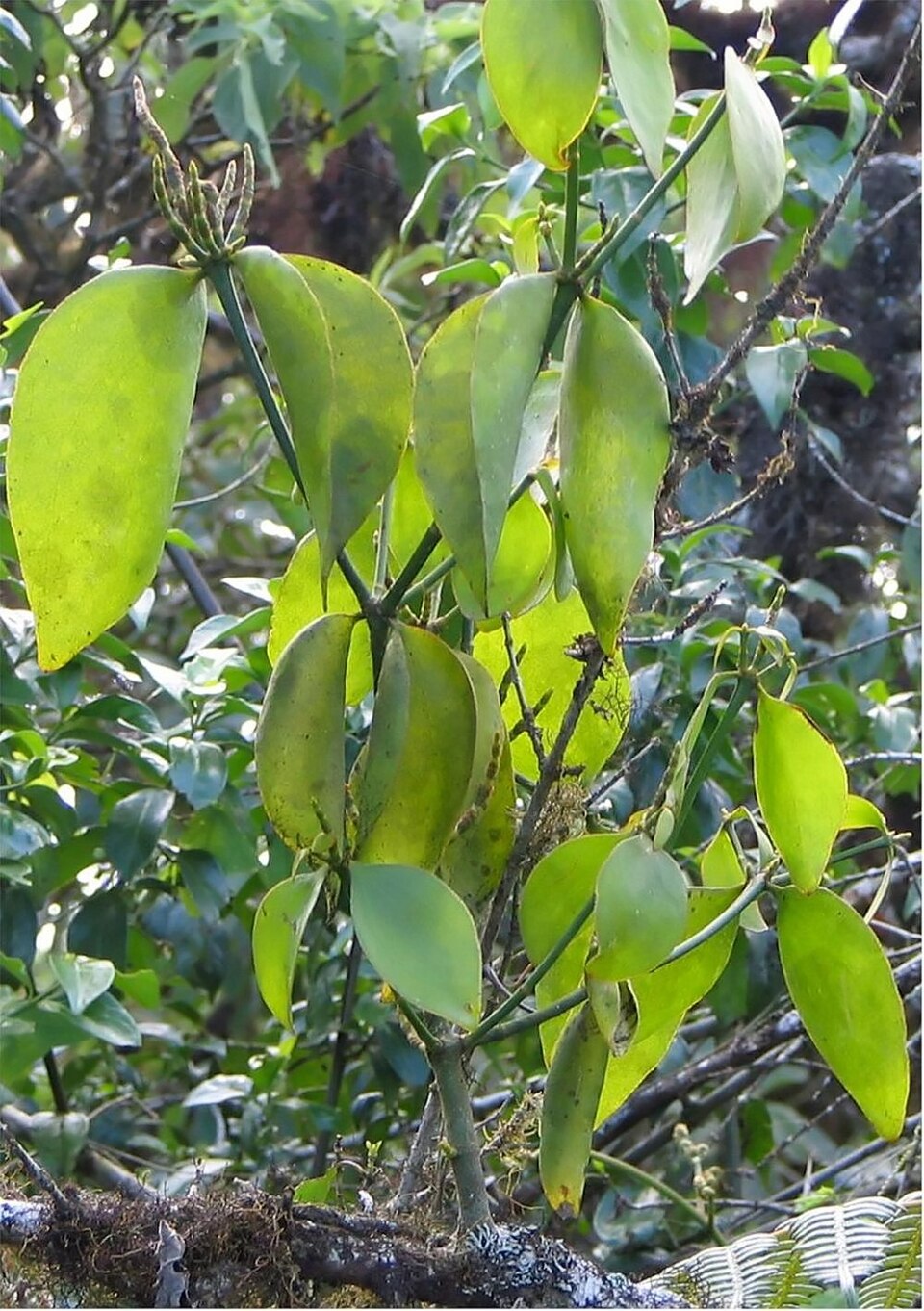 Phoradendron (leafy mistletoes)