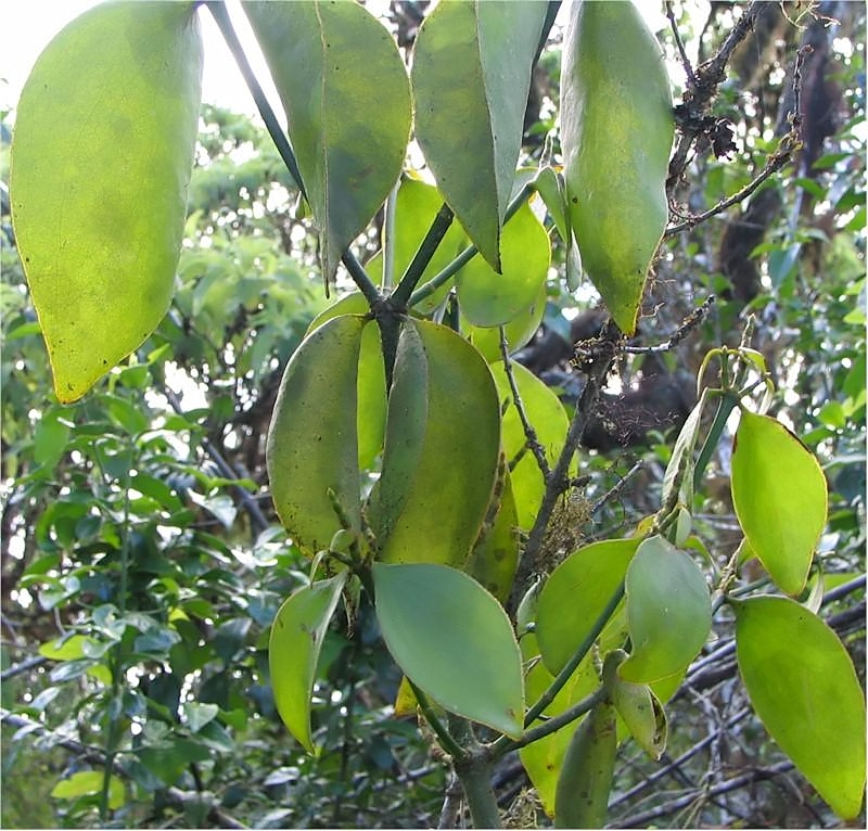 Phoradendron (leafy mistletoes) (alternate view 2)
