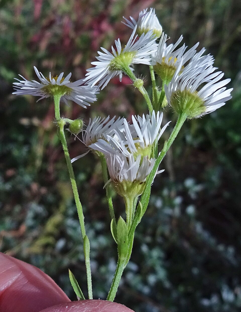 Erigeron annuus (annual fleabane)