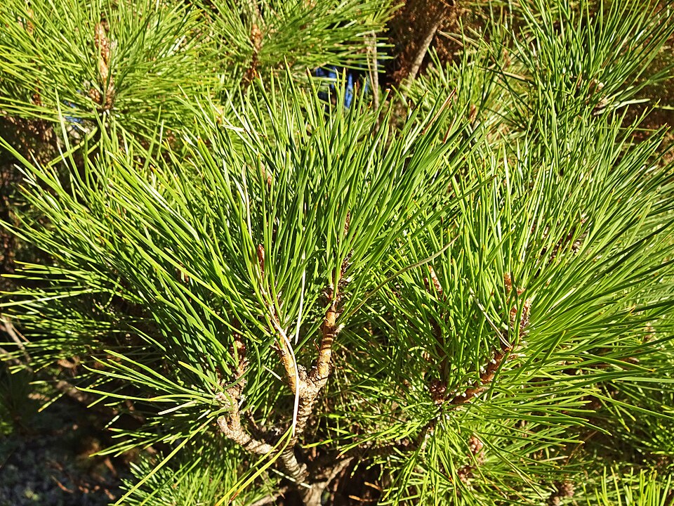 Pinus densiflora 'Umbraculifera' (Japanese Umbrella Pine) (alternate view 5)