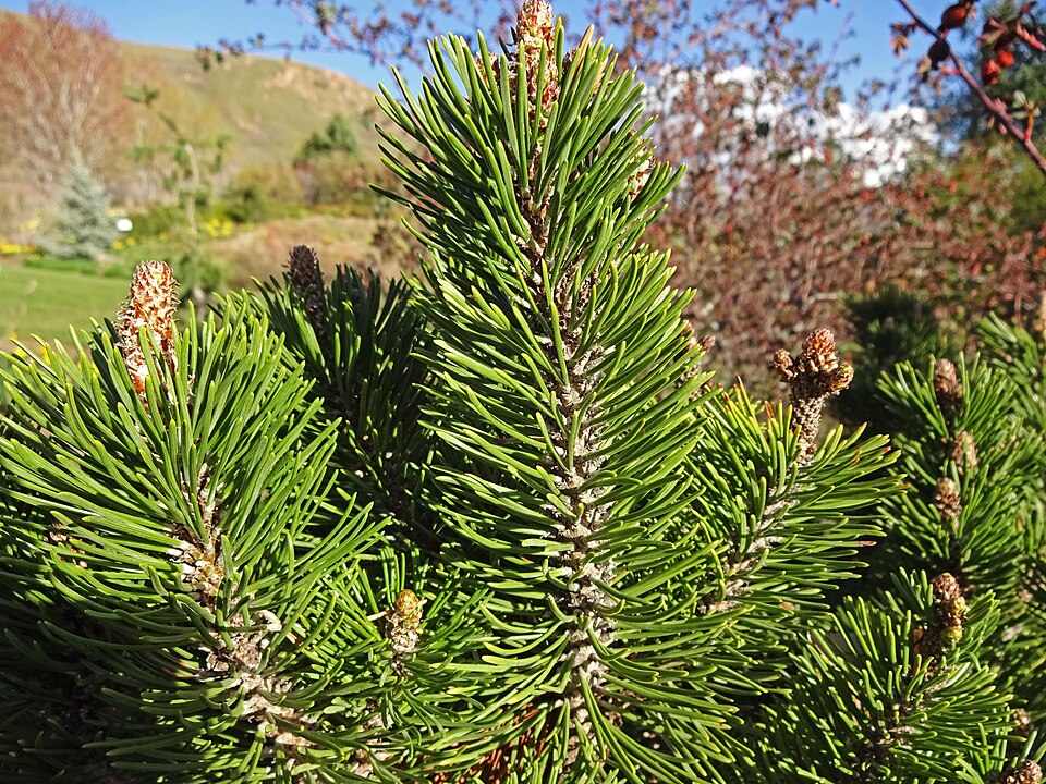 Pinus mugo 'Slowmound' (Dwarf Mugo Pine)