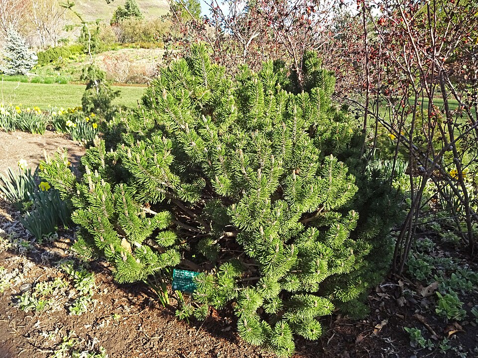 Pinus mugo 'Slowmound' (Dwarf Mugo Pine) (alternate view 2)