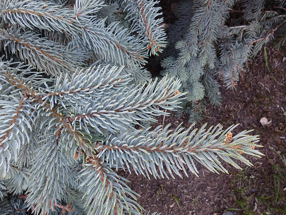 Picea glauca 'Pendula' (Weeping White Spruce)