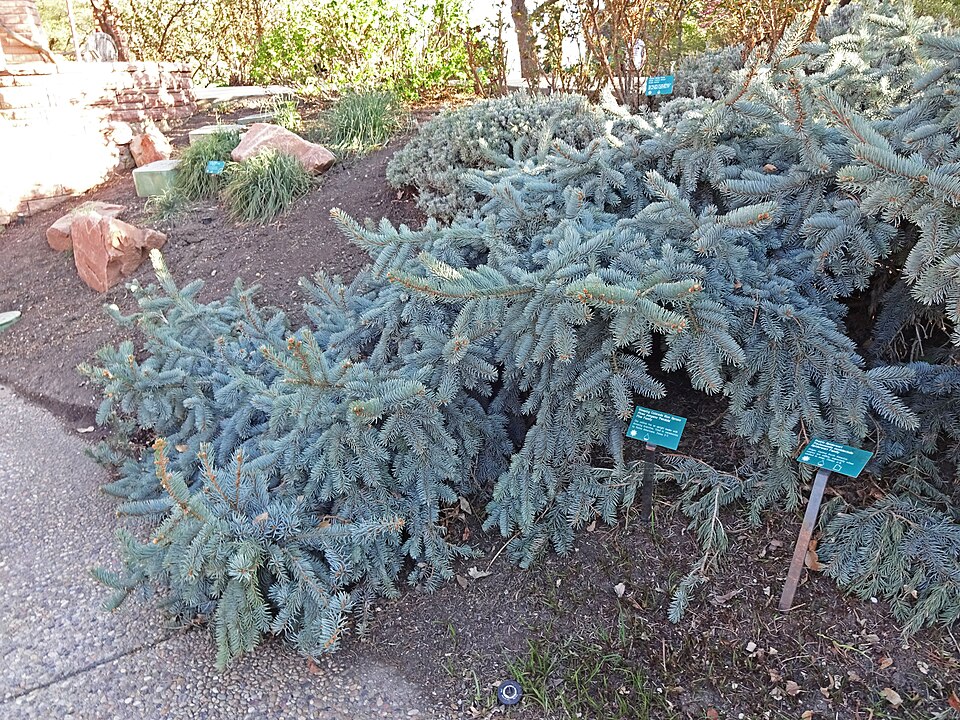Picea glauca 'Pendula' (Weeping White Spruce) (alternate view 2)