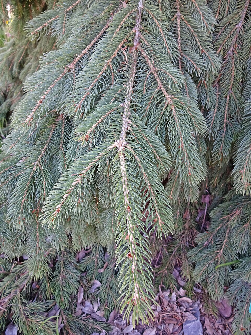 Picea glauca 'Pendula' (Weeping White Spruce) (alternate view 3)
