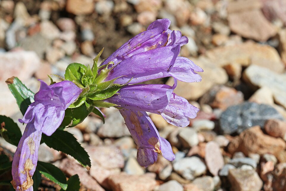 Penstemon cardwellii (Cardwell's Penstemon) (alternate view 10)