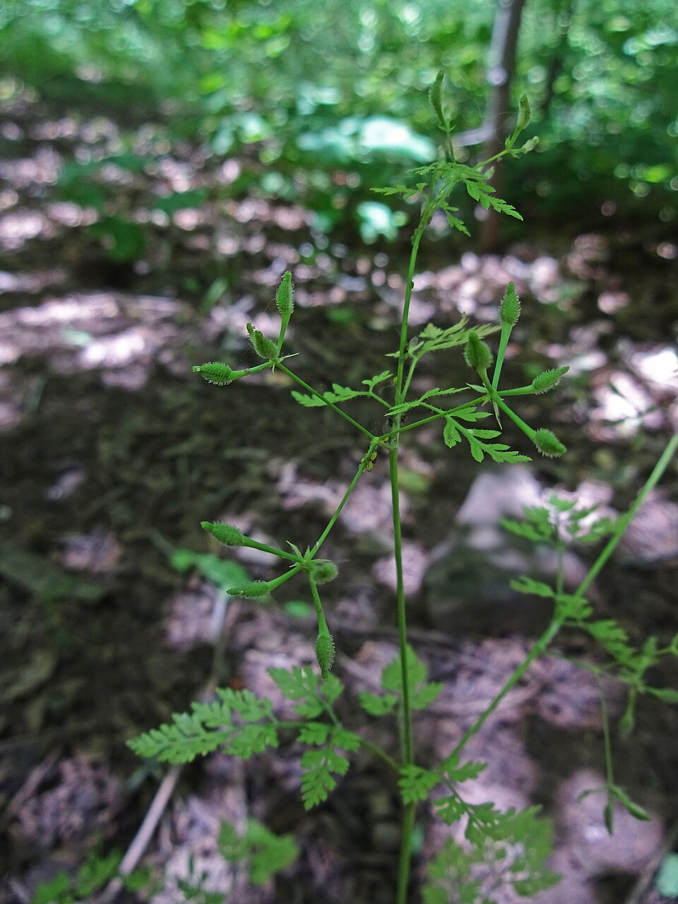 Torilis arvensis (common hedge parsley)