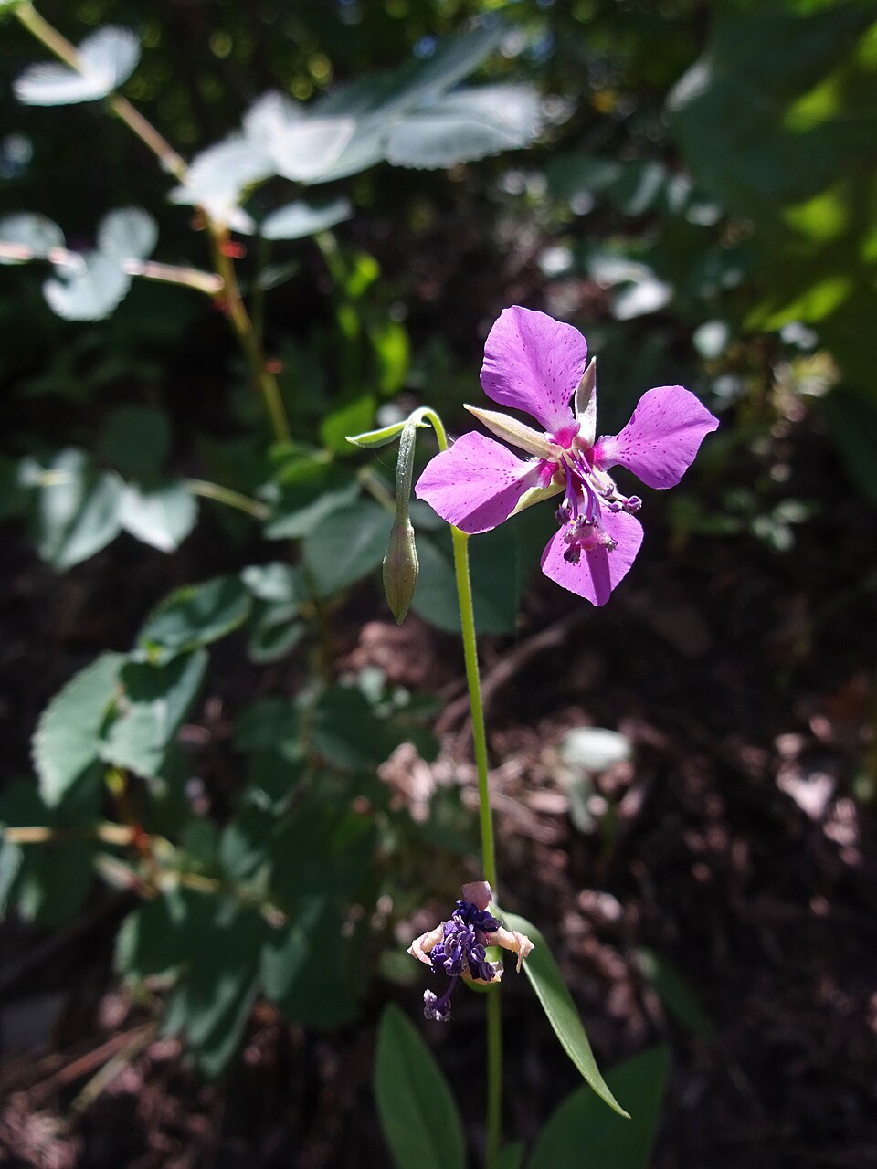 Clarkia rhomboidea (diamond clarkia) (alternate view 8)